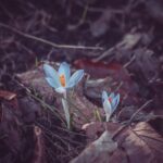 Carbon Sequestration - a couple of blue flowers sitting on top of a leaf covered ground