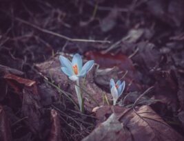 Trees and Carbon Sequestration: What to Plant