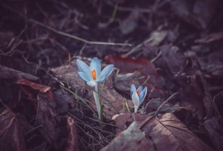 Carbon Sequestration - a couple of blue flowers sitting on top of a leaf covered ground