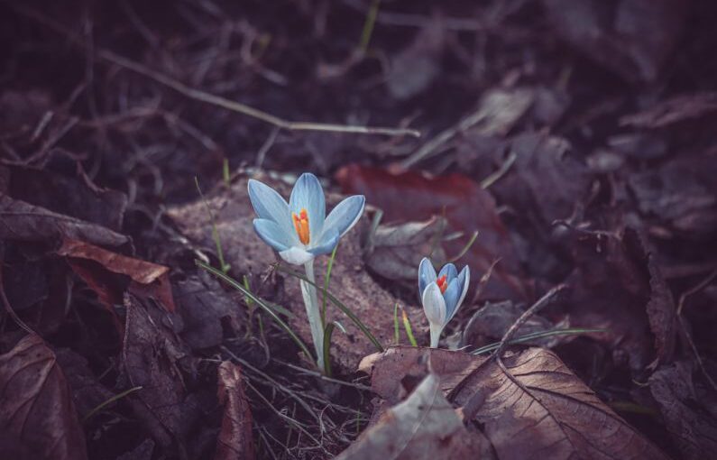Carbon Sequestration - a couple of blue flowers sitting on top of a leaf covered ground
