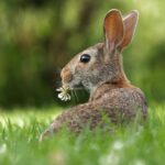 Spring Care - selective focus photo of brown rabbit on grasses