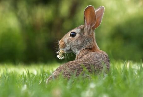 Spring Care - selective focus photo of brown rabbit on grasses