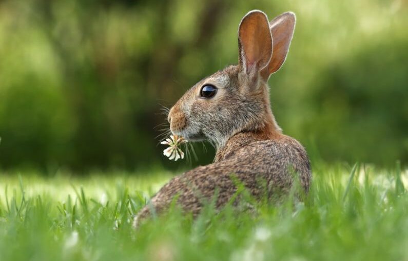 Spring Care - selective focus photo of brown rabbit on grasses