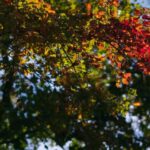 Seasonal Pruning - a tree with red leaves and green leaves