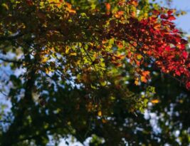 Pruning Across Seasons: Best Practices