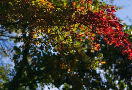 Seasonal Pruning - a tree with red leaves and green leaves