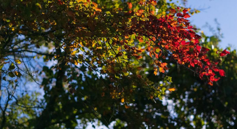 Seasonal Pruning - a tree with red leaves and green leaves