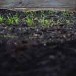 Soil Care - green leafed plants on black soil at daytime