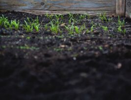 Boosting Tree Health with Proper Soil Care