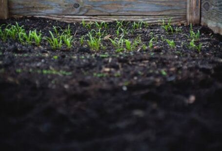 Soil Care - green leafed plants on black soil at daytime