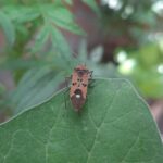 Pest Protection - a bug sitting on top of a green leaf