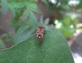 Protecting Trees from Seasonal Pests