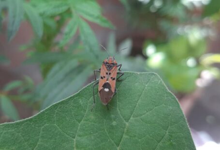 Pest Protection - a bug sitting on top of a green leaf