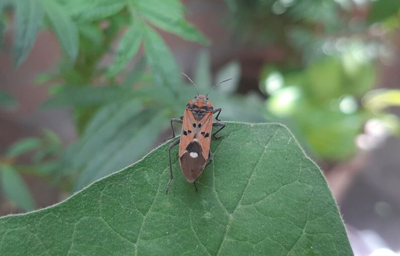 Pest Protection - a bug sitting on top of a green leaf