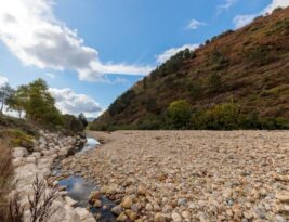 The Impact of Drought on Trees and How to Counteract it