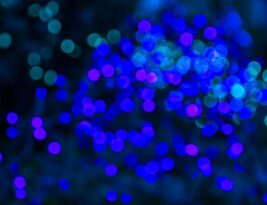 Holiday Lighting on Trees: Do’s and Don’ts