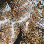 Seasonal Planting - brown leaf trees low-angle photgraphy