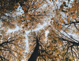 Seasonal Tree Planting: Advantages and Tips