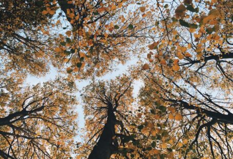Seasonal Planting - brown leaf trees low-angle photgraphy
