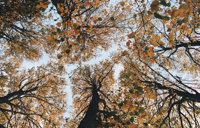 Seasonal Planting - brown leaf trees low-angle photgraphy